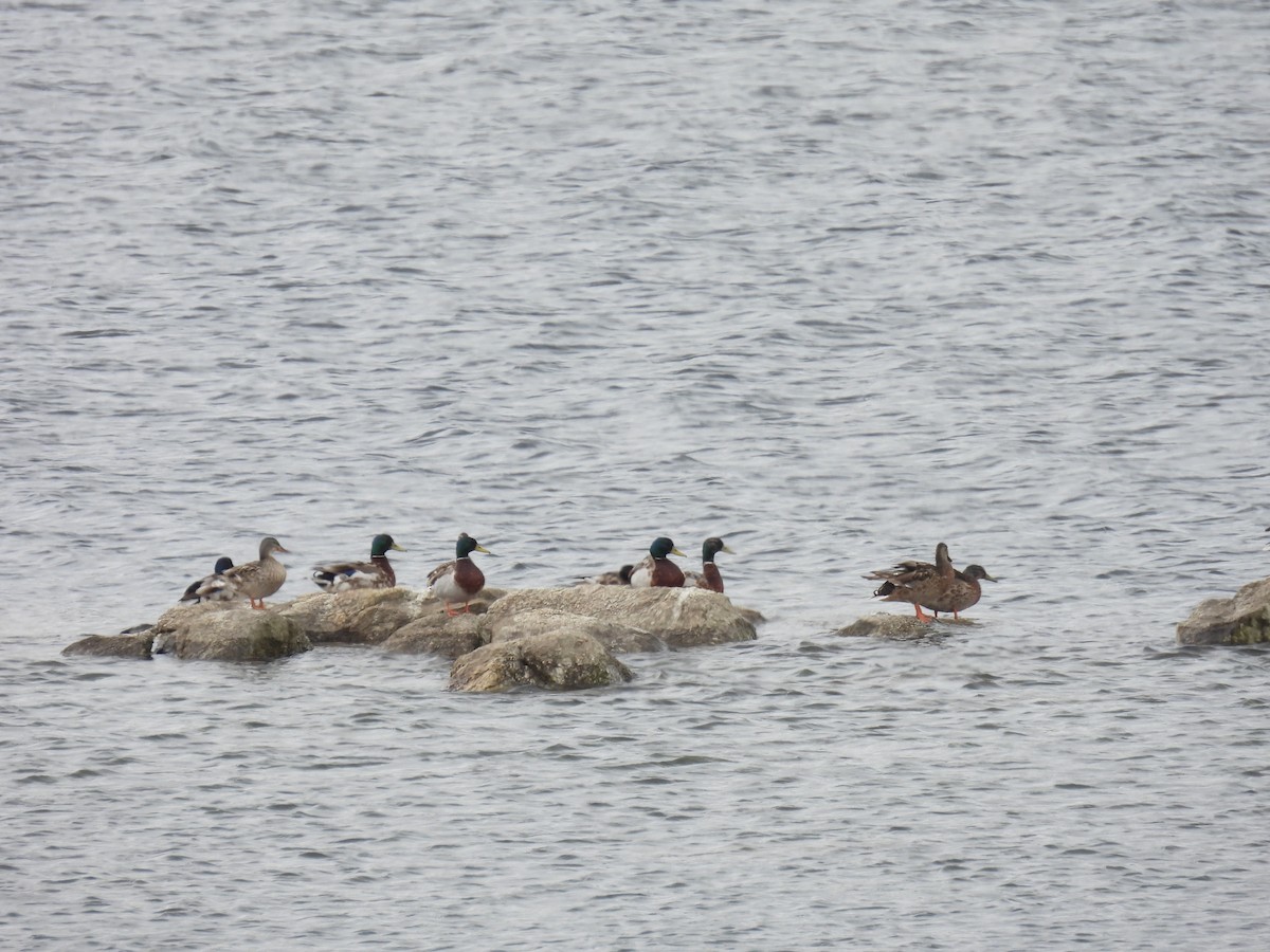 Canard colvert - ML620253496