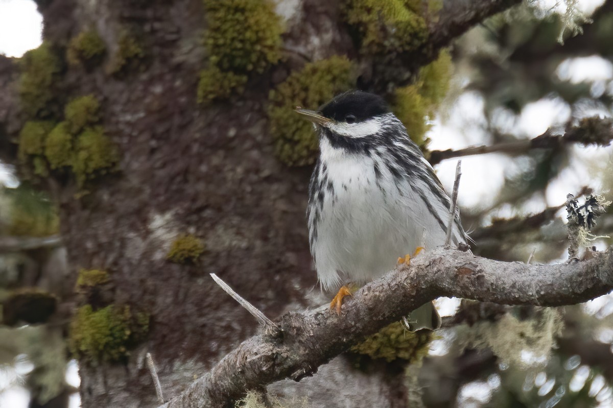 Blackpoll Warbler - ML620253497