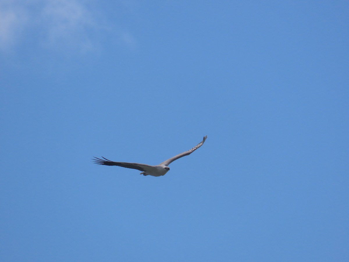 White-bellied Sea-Eagle - ML620253508