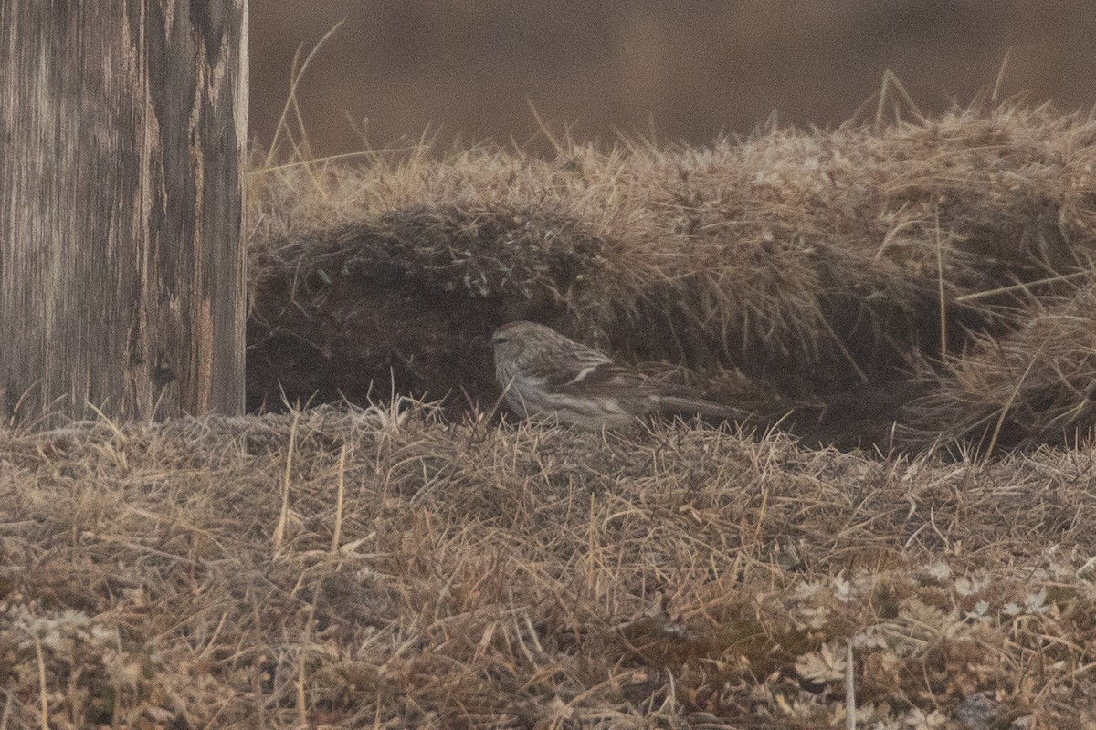 Common Redpoll - ML620253511