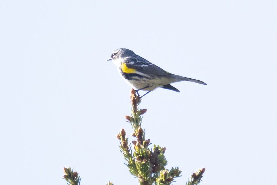 Paruline à croupion jaune - ML620253513