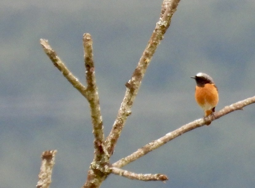 Common Redstart - ML620253514