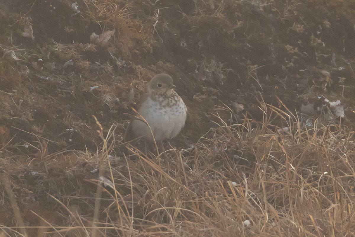 Swainson's Thrush - ML620253516