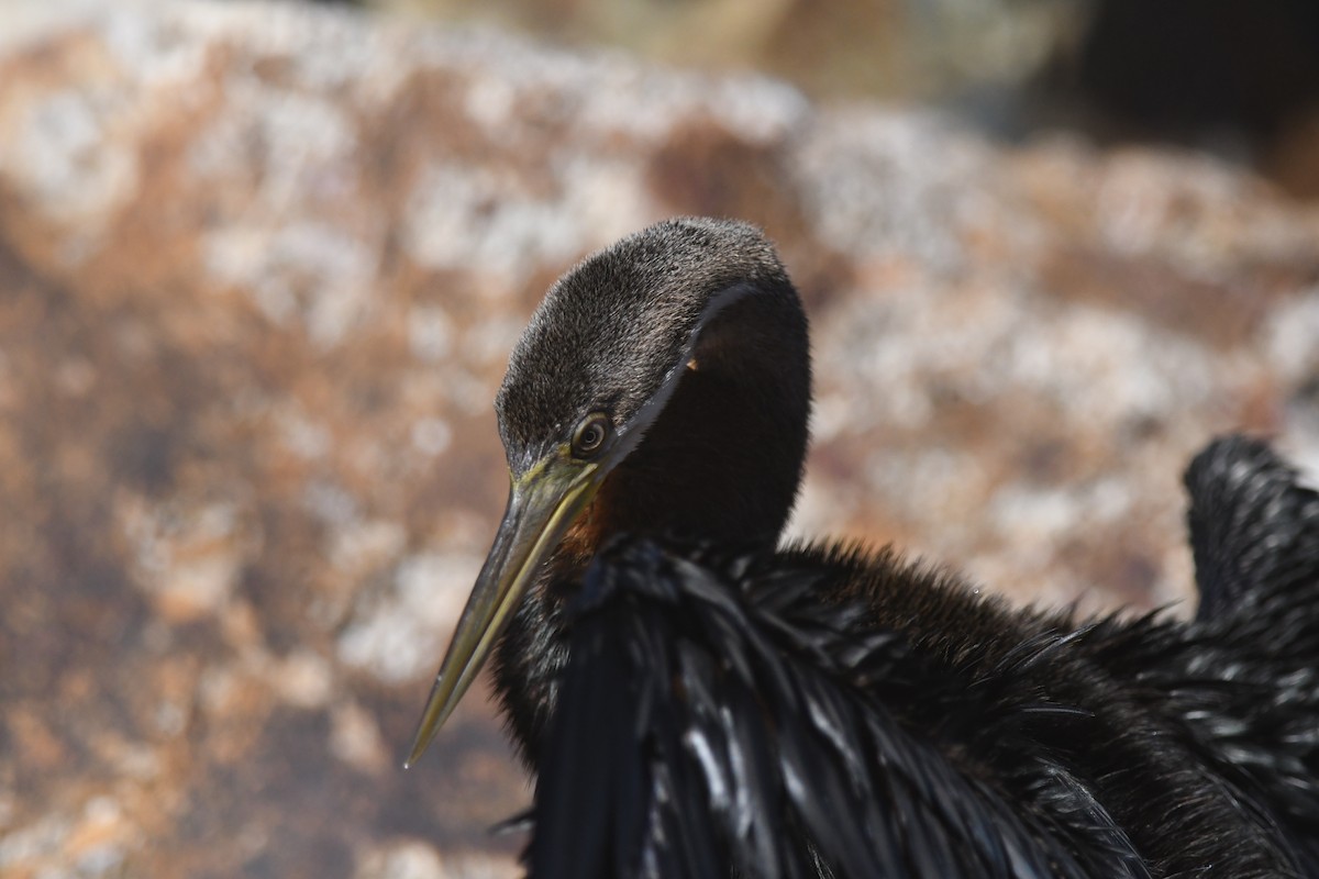 Austral-Schlangenhalsvogel - ML620253517