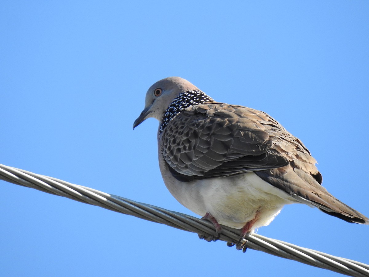 Spotted Dove - ML620253518