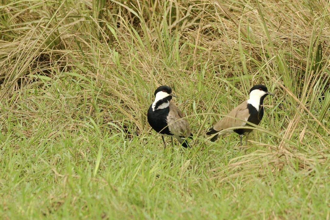 Spur-winged Lapwing - ML620253520