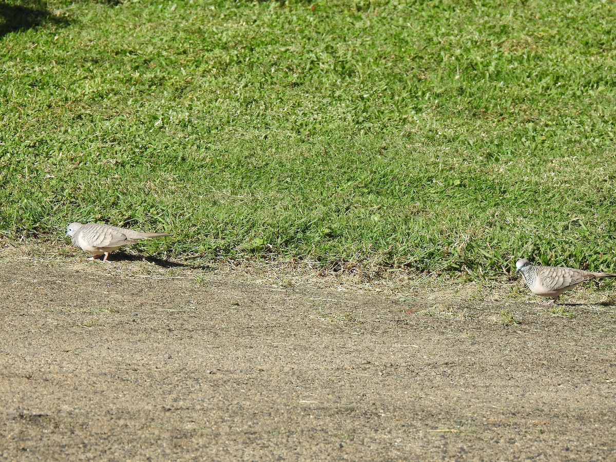 Peaceful Dove - ML620253522