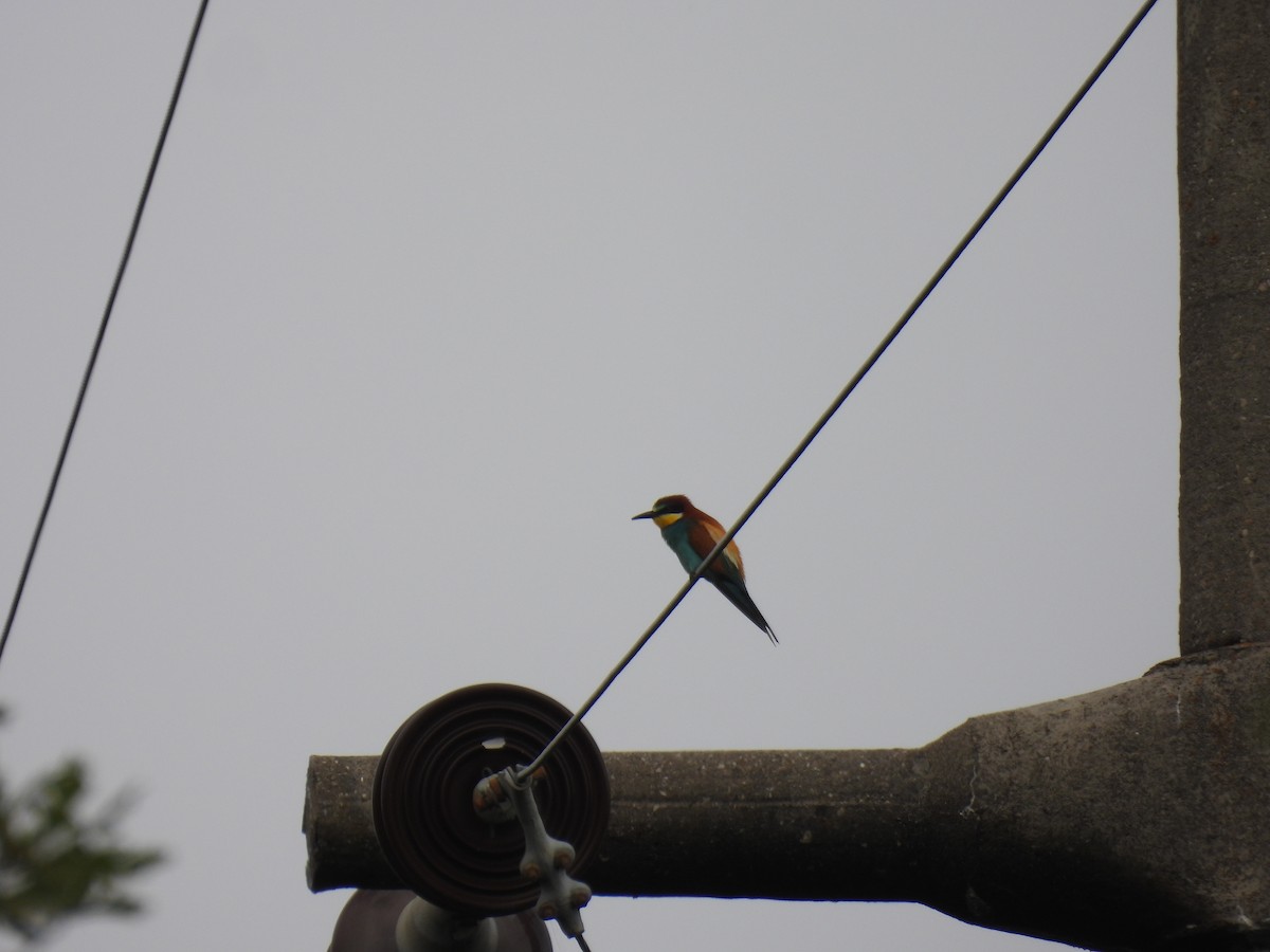 European Bee-eater - ML620253524