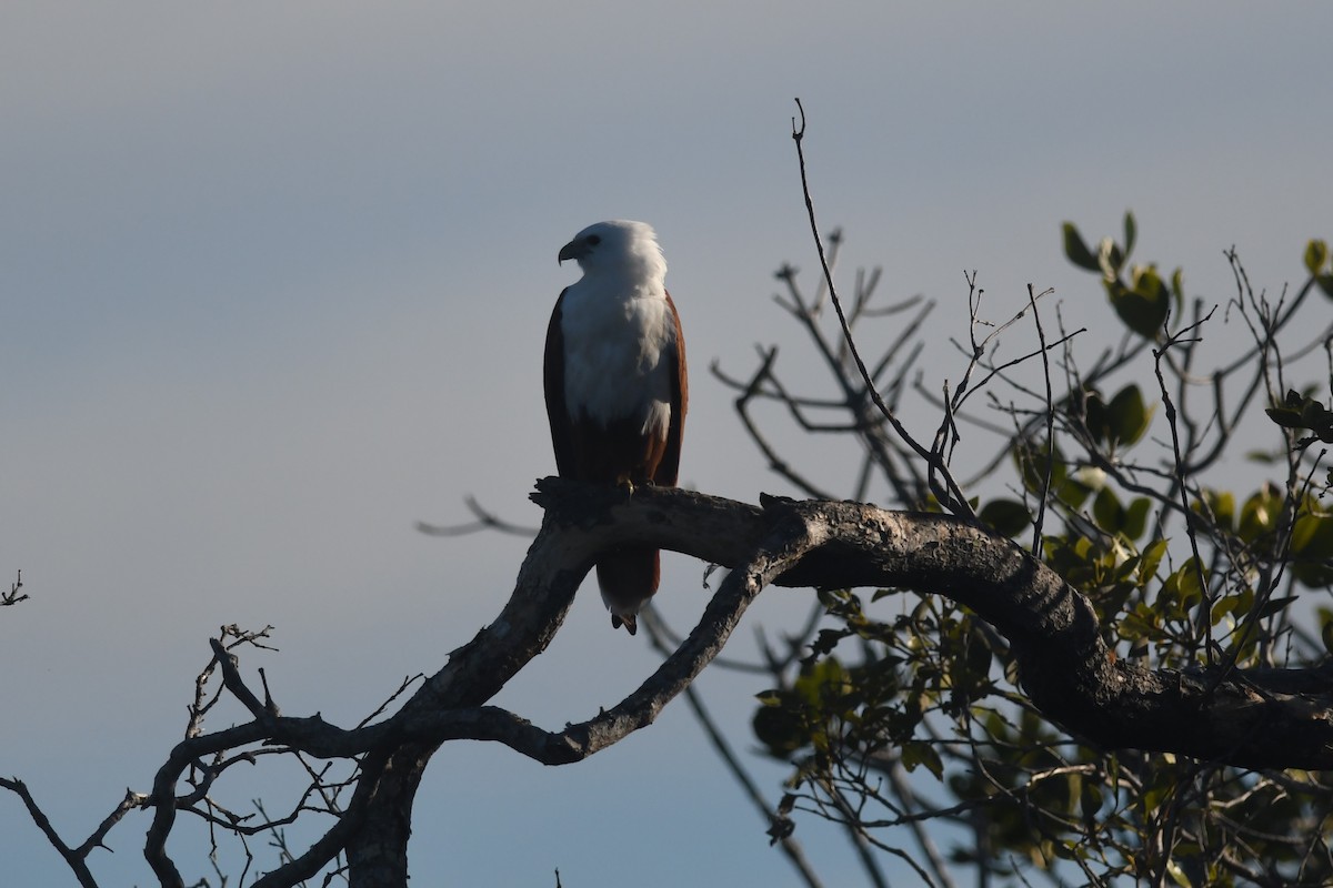 Brahminy Kite - ML620253526