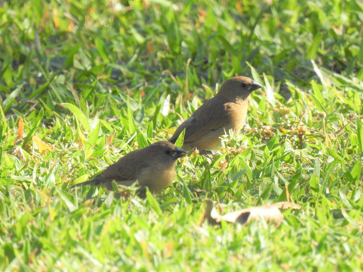 Scaly-breasted Munia - ML620253529