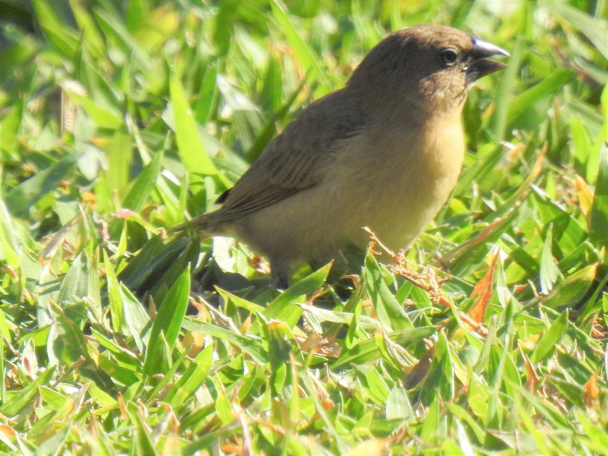 Scaly-breasted Munia - ML620253530