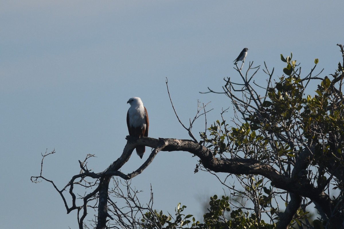 White-breasted Woodswallow - ML620253532