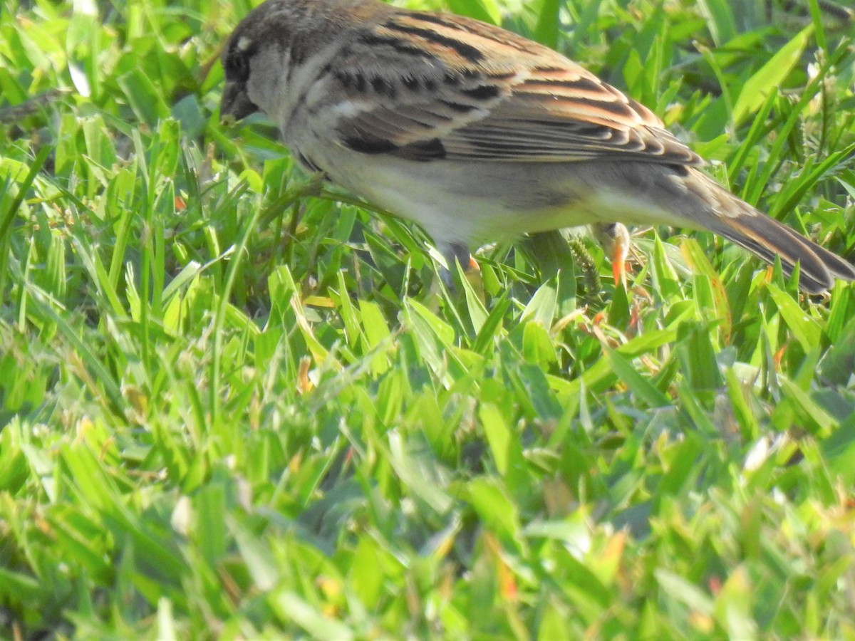 House Sparrow - ML620253533