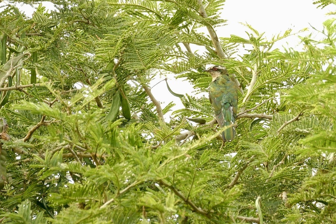 Dideric Cuckoo - ML620253534