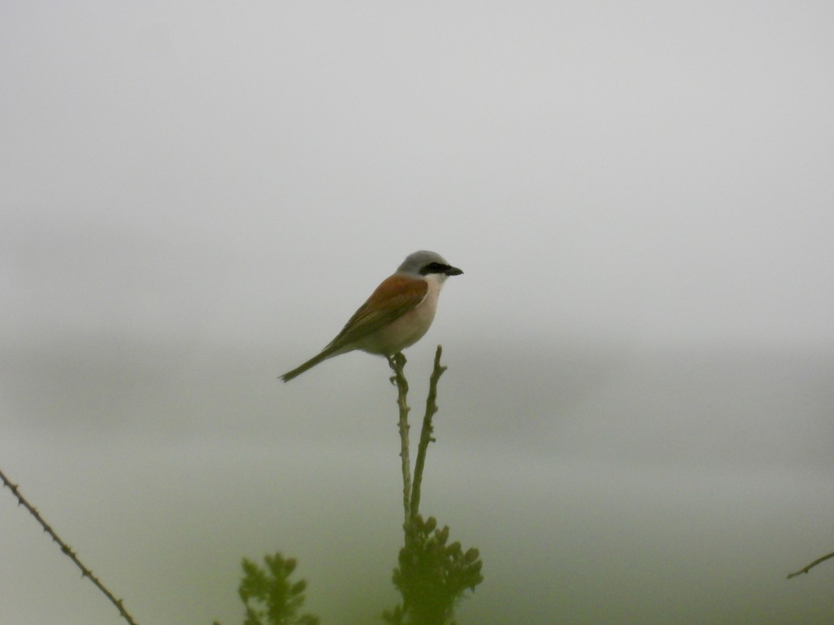 Red-backed Shrike - ML620253535