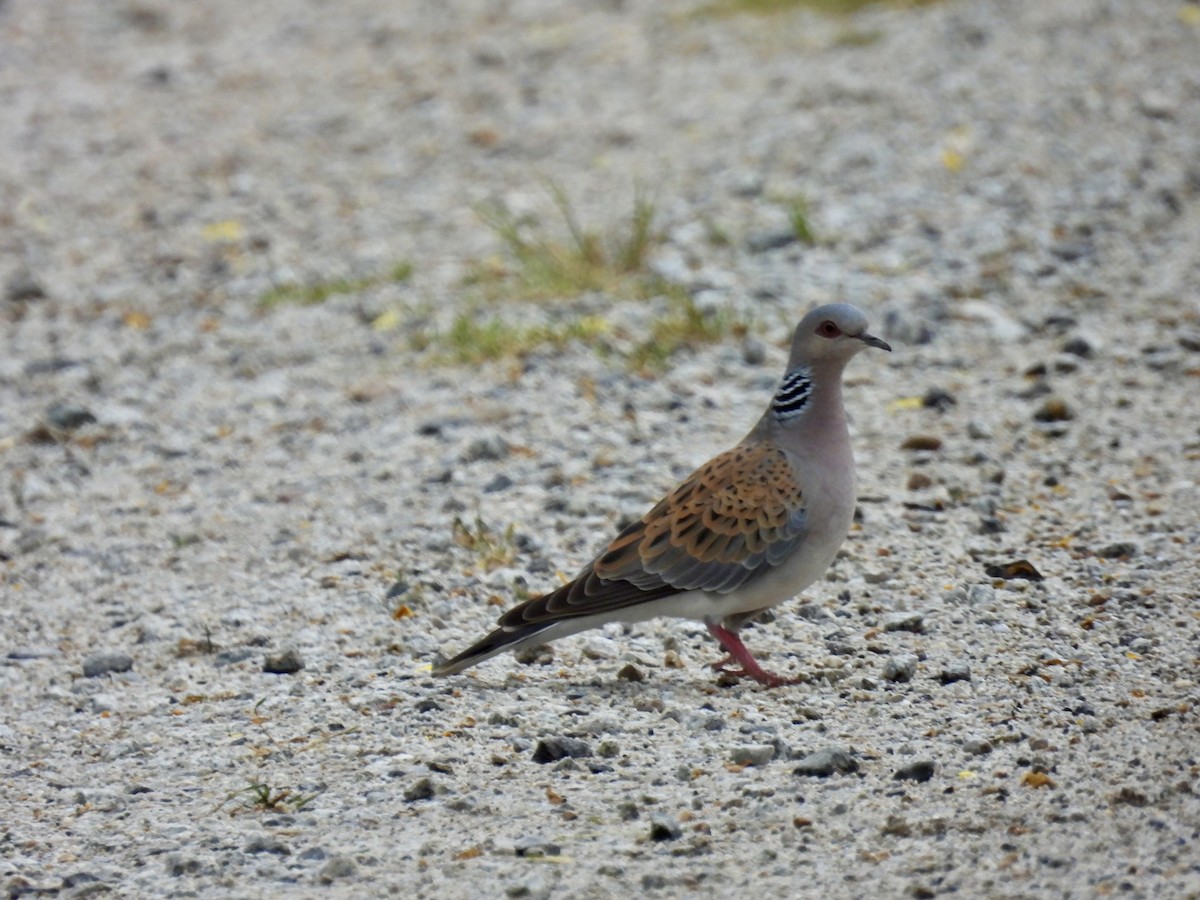 European Turtle-Dove - ML620253536