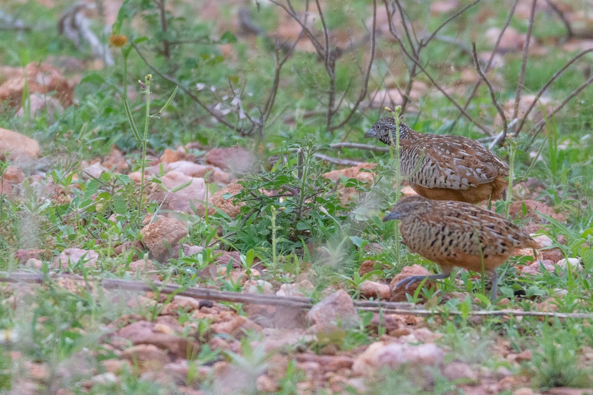 Barred Buttonquail - Thanu Shanavas