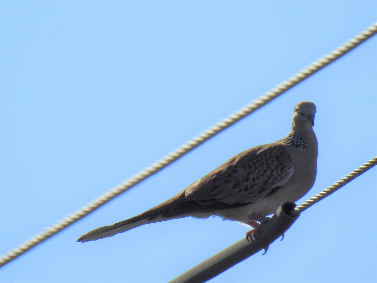 Spotted Dove - ML620253543