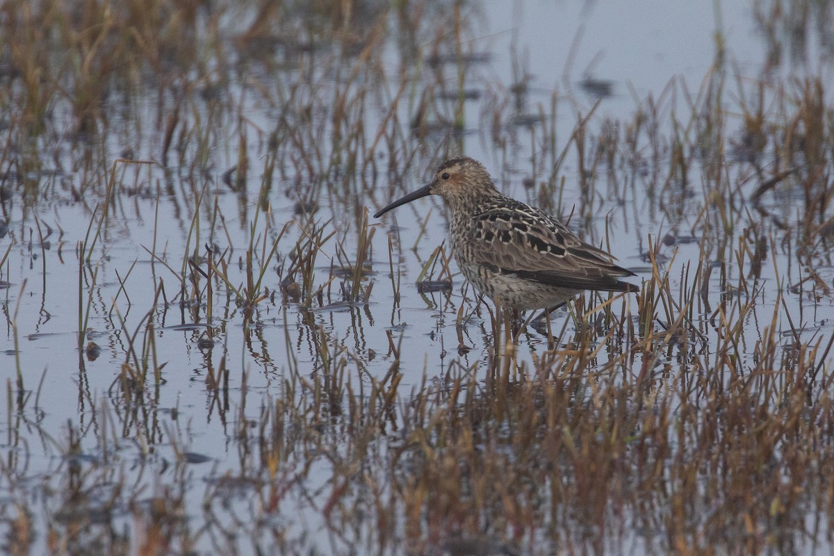 Bindenstrandläufer - ML620253551