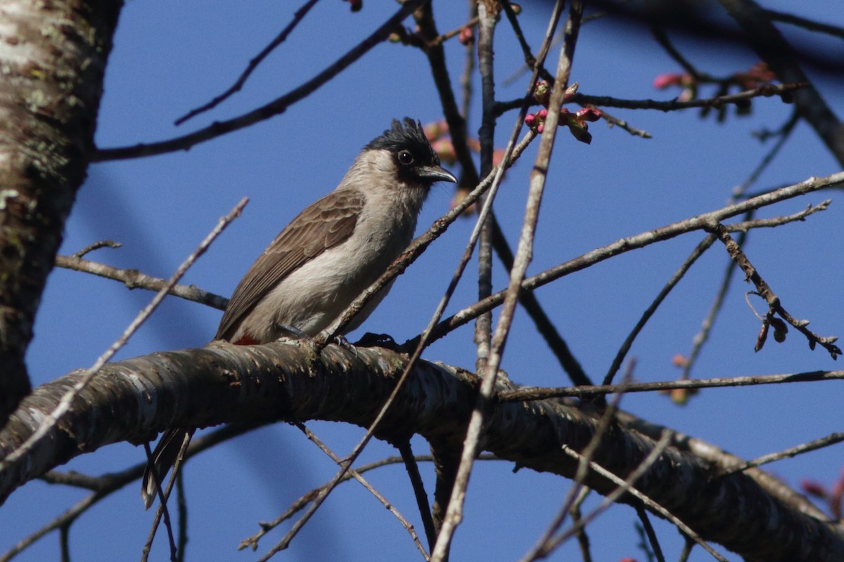 Bulbul cul-d'or - ML620253552