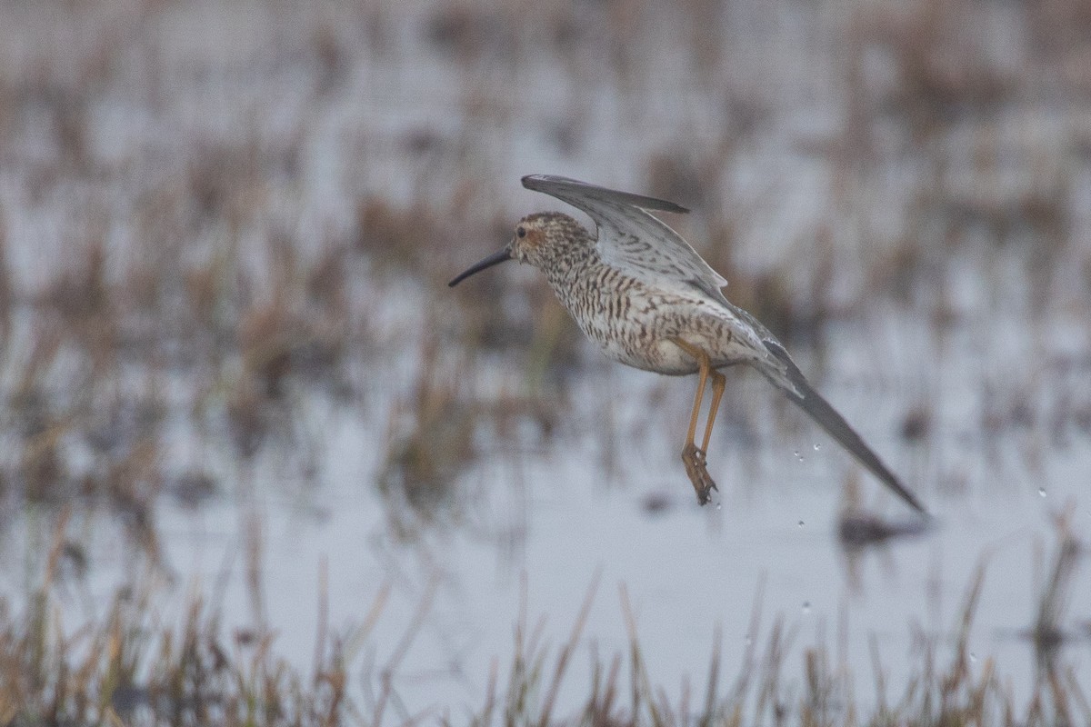 Stilt Sandpiper - ML620253554