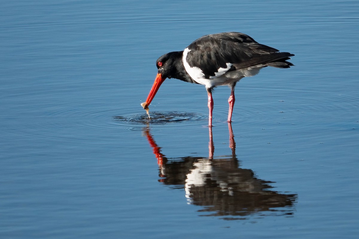 Pied Oystercatcher - ML620253559