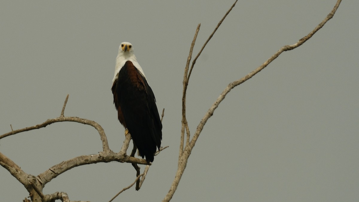 African Fish-Eagle - ML620253568