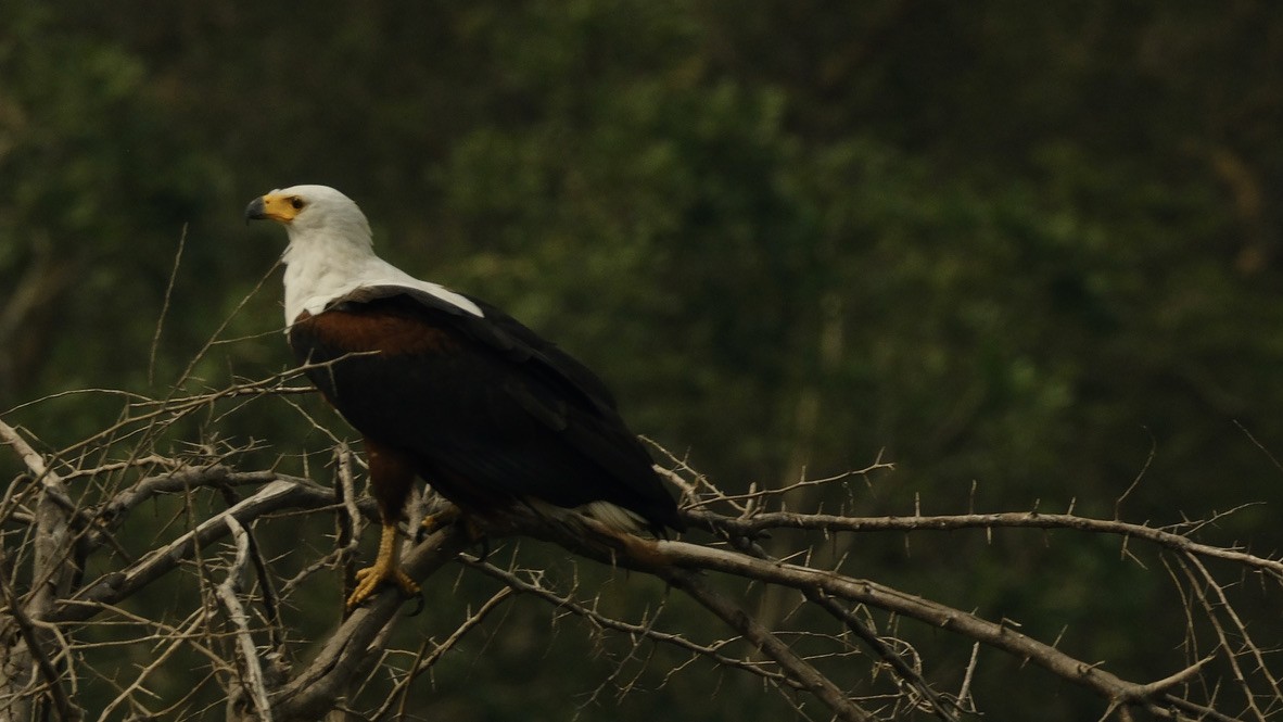 African Fish-Eagle - ML620253569