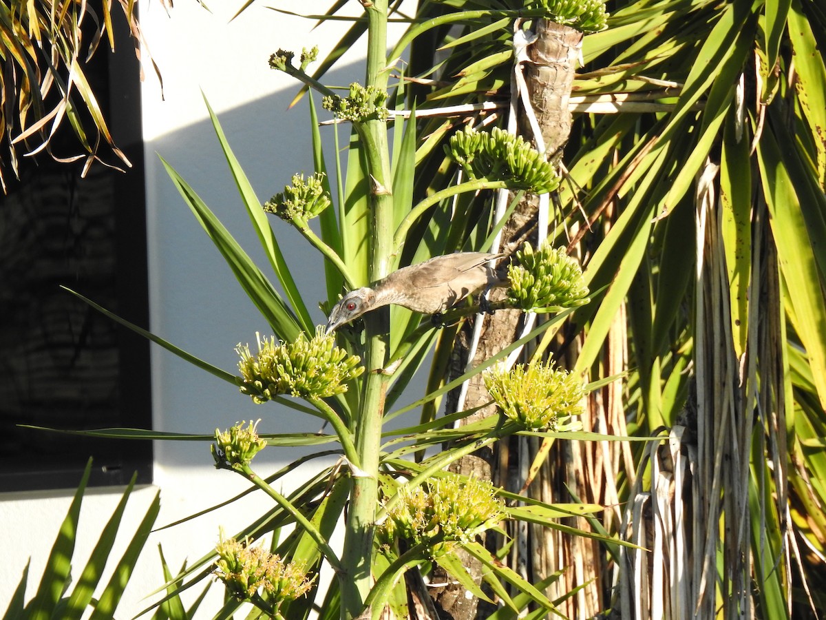 Helmeted Friarbird - ML620253572