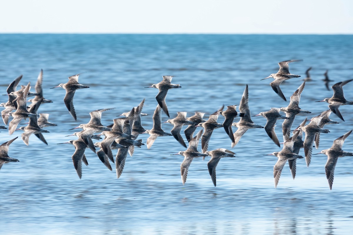 Hudsonian Godwit - ML620253577