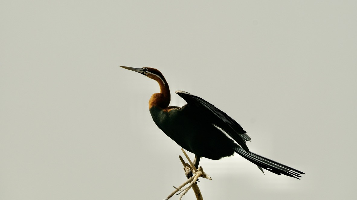 African Darter - Chris Cooke