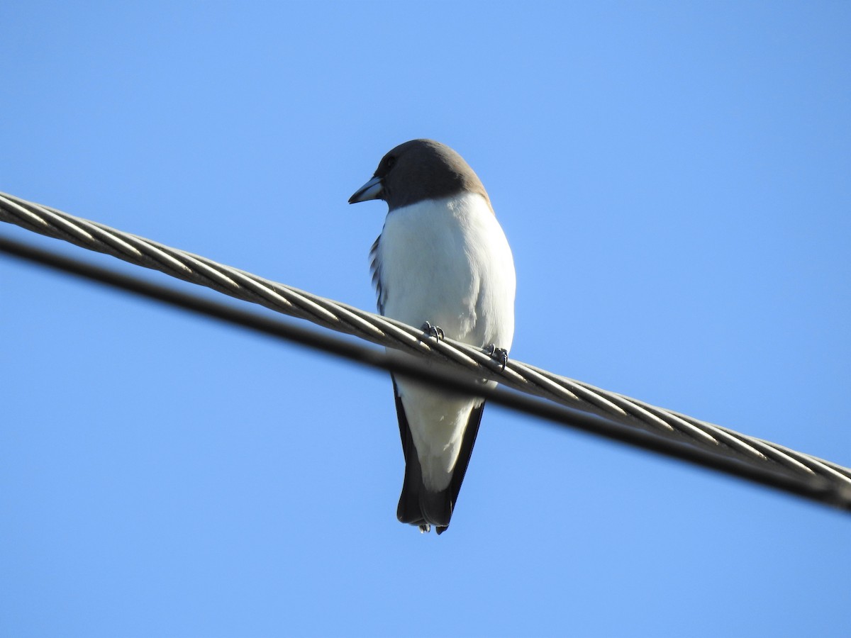 White-breasted Woodswallow - ML620253584