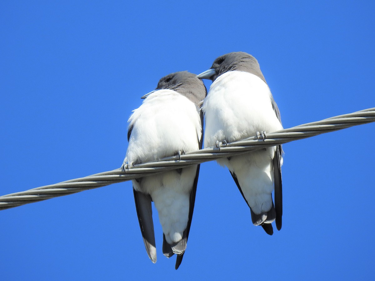 White-breasted Woodswallow - ML620253585