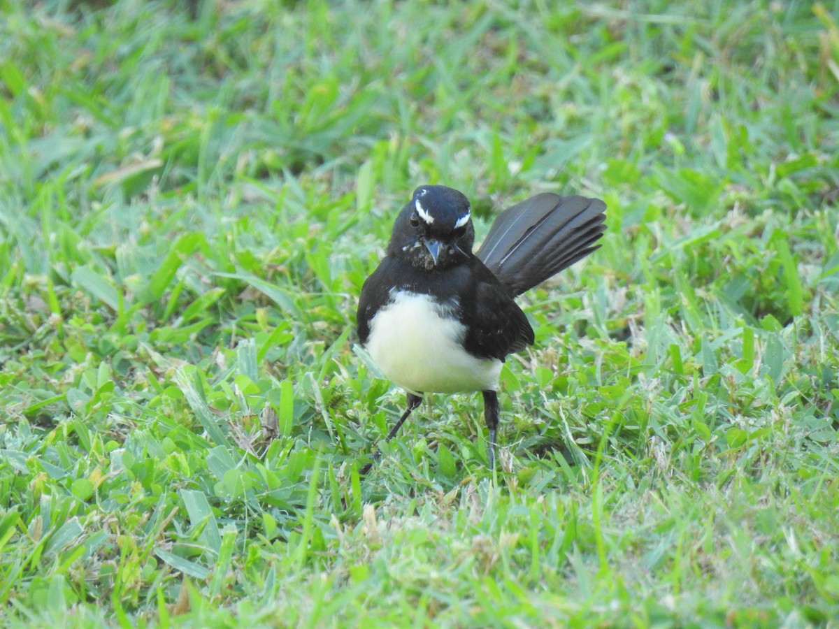 Willie-wagtail - ML620253586