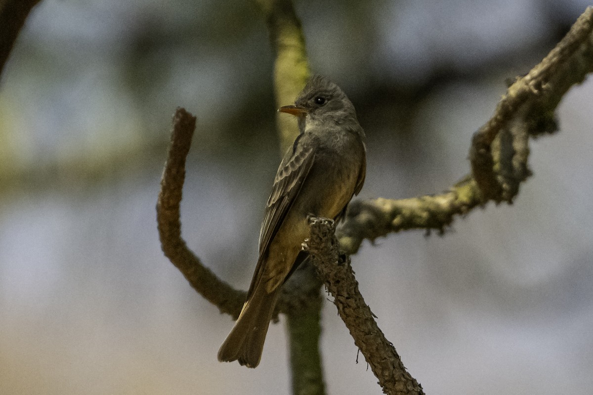 Greater Pewee - ML620253587