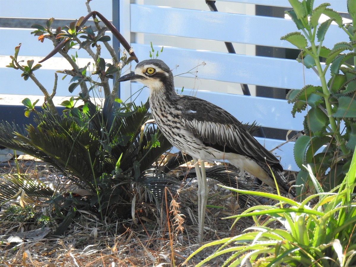 Bush Thick-knee - ML620253591