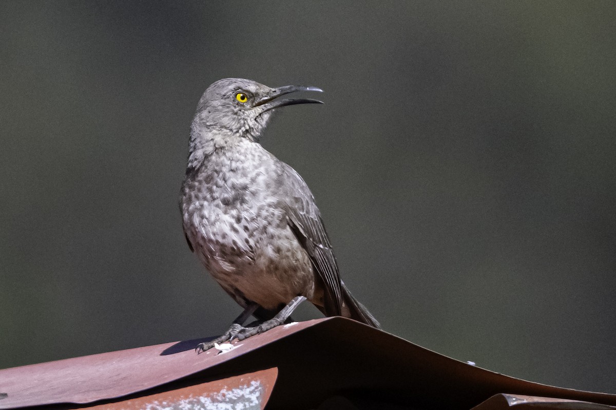 Curve-billed Thrasher - ML620253592