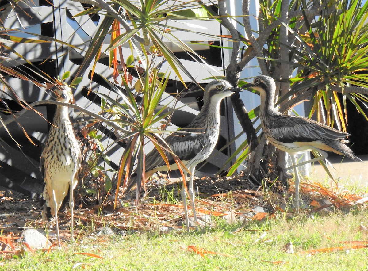 Bush Thick-knee - ML620253597