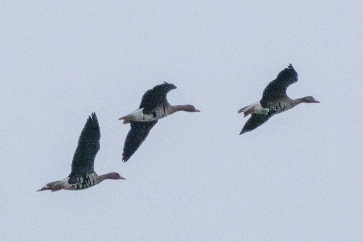 Greater White-fronted Goose - ML620253598