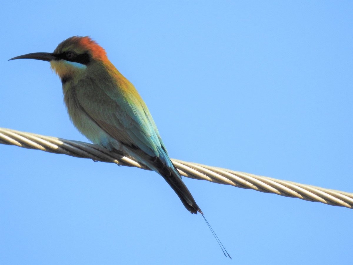 Rainbow Bee-eater - ML620253601