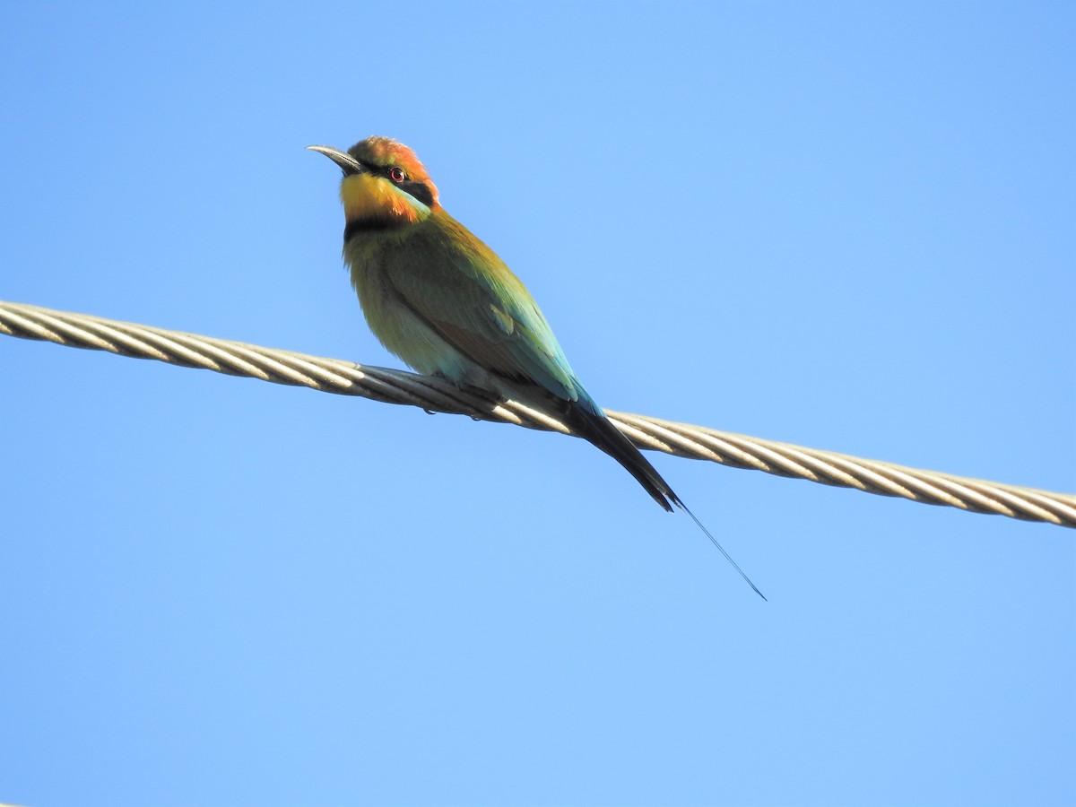 Rainbow Bee-eater - ML620253602