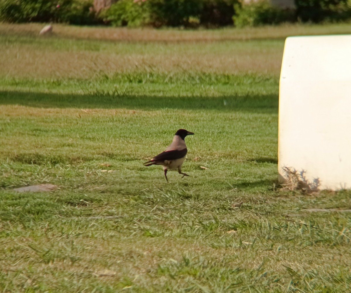 Hooded Crow - Manuel A. Macías Doncel