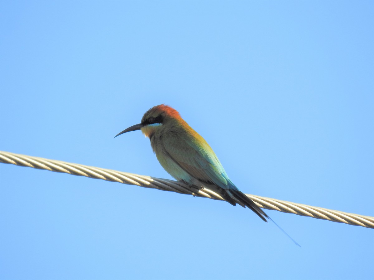 Rainbow Bee-eater - ML620253604