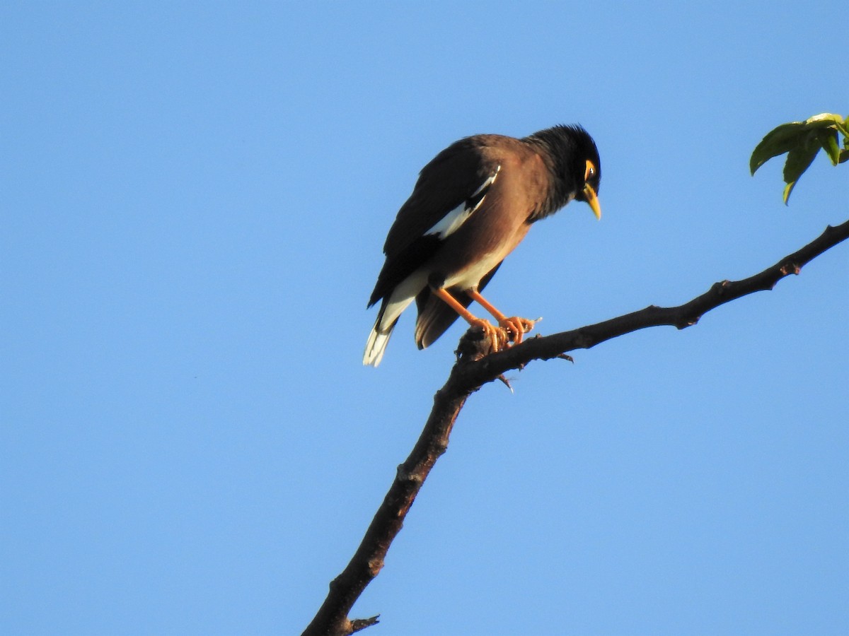 Common Myna - ML620253608