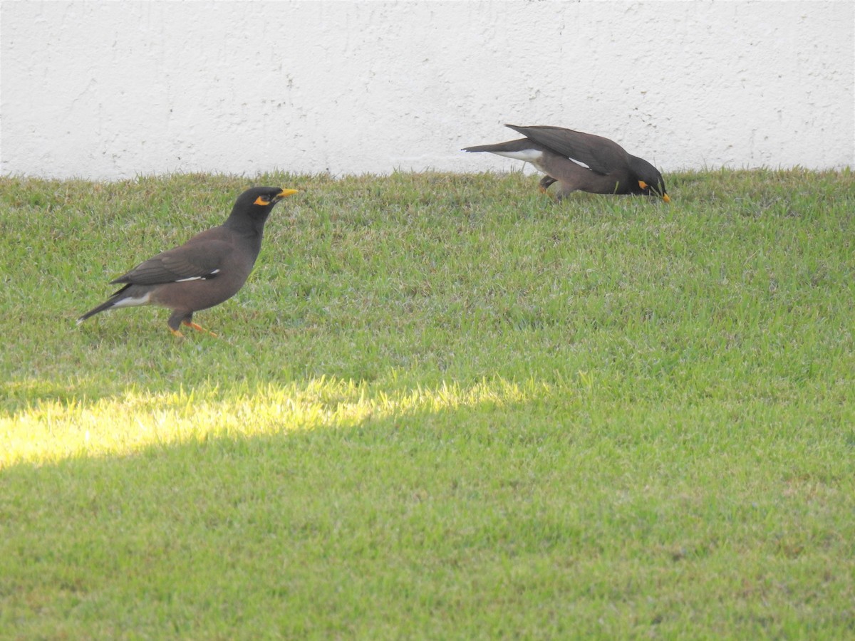 Common Myna - ML620253609