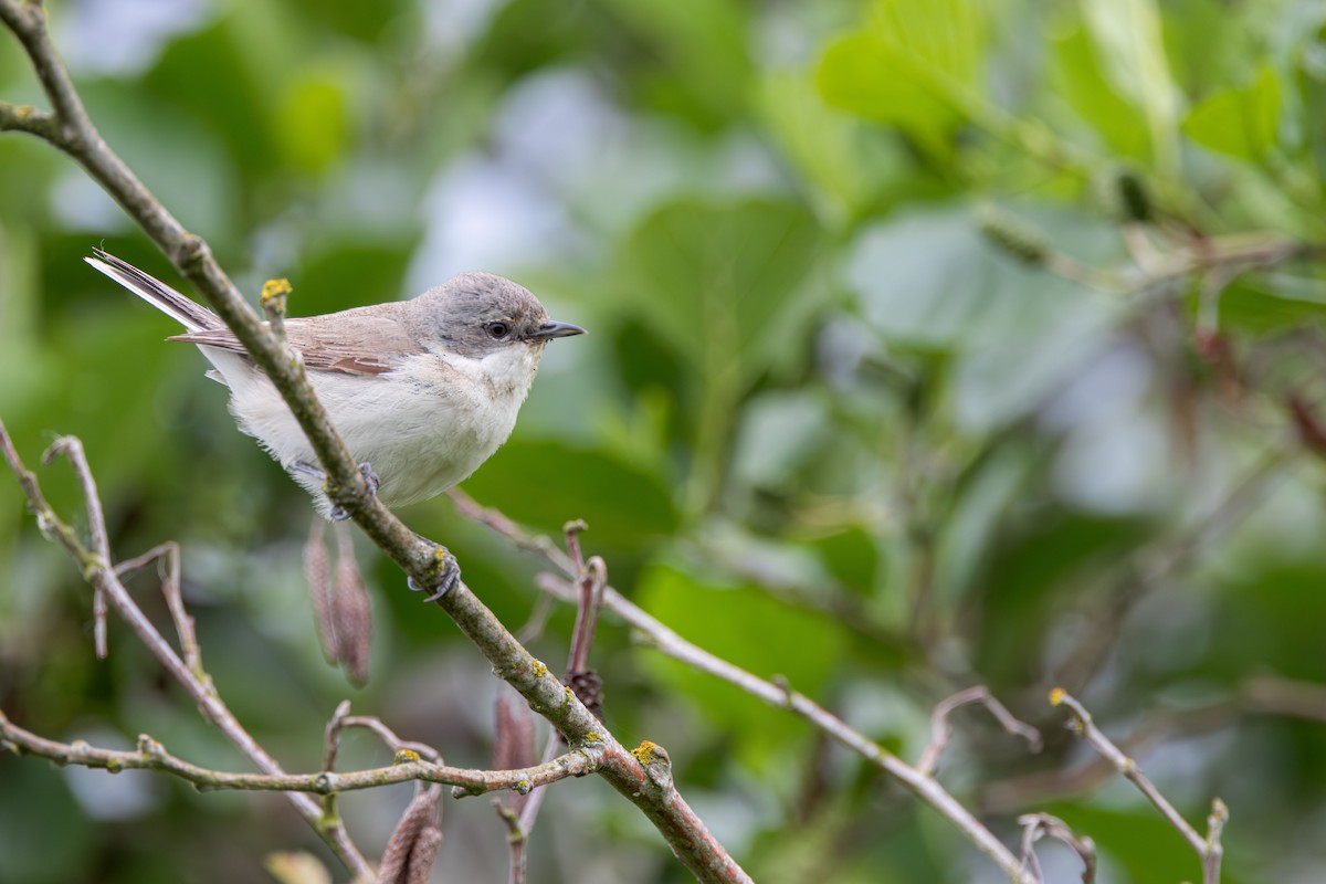 Lesser Whitethroat - ML620253610