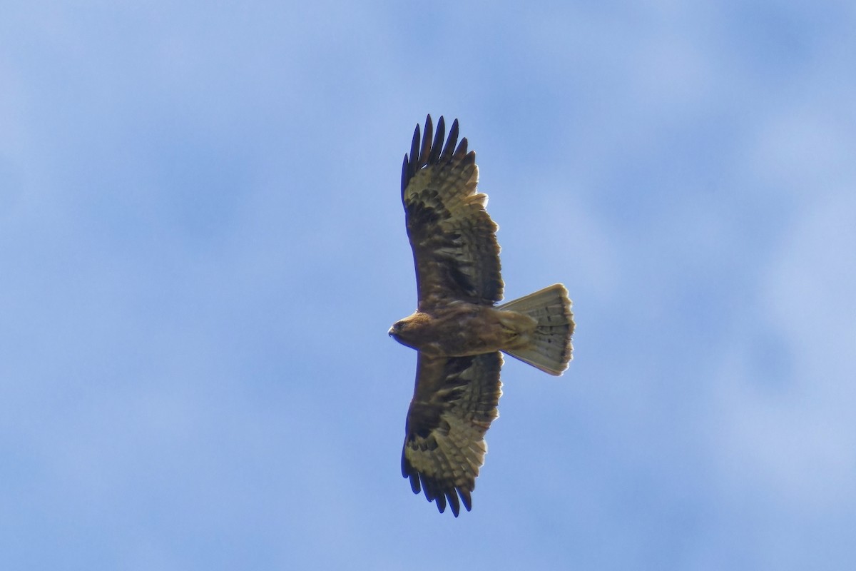 Booted Eagle - ML620253613