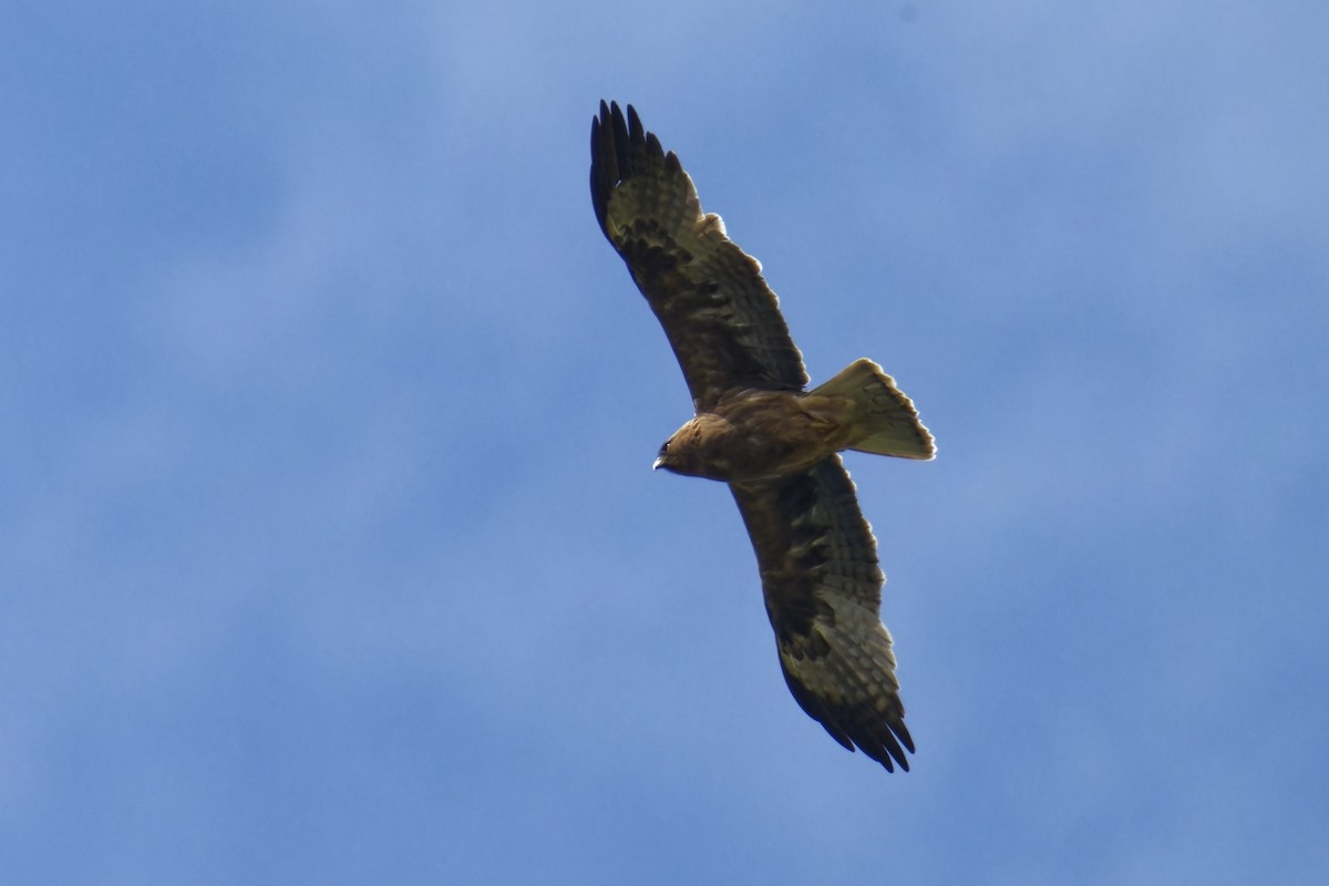 Booted Eagle - ML620253614