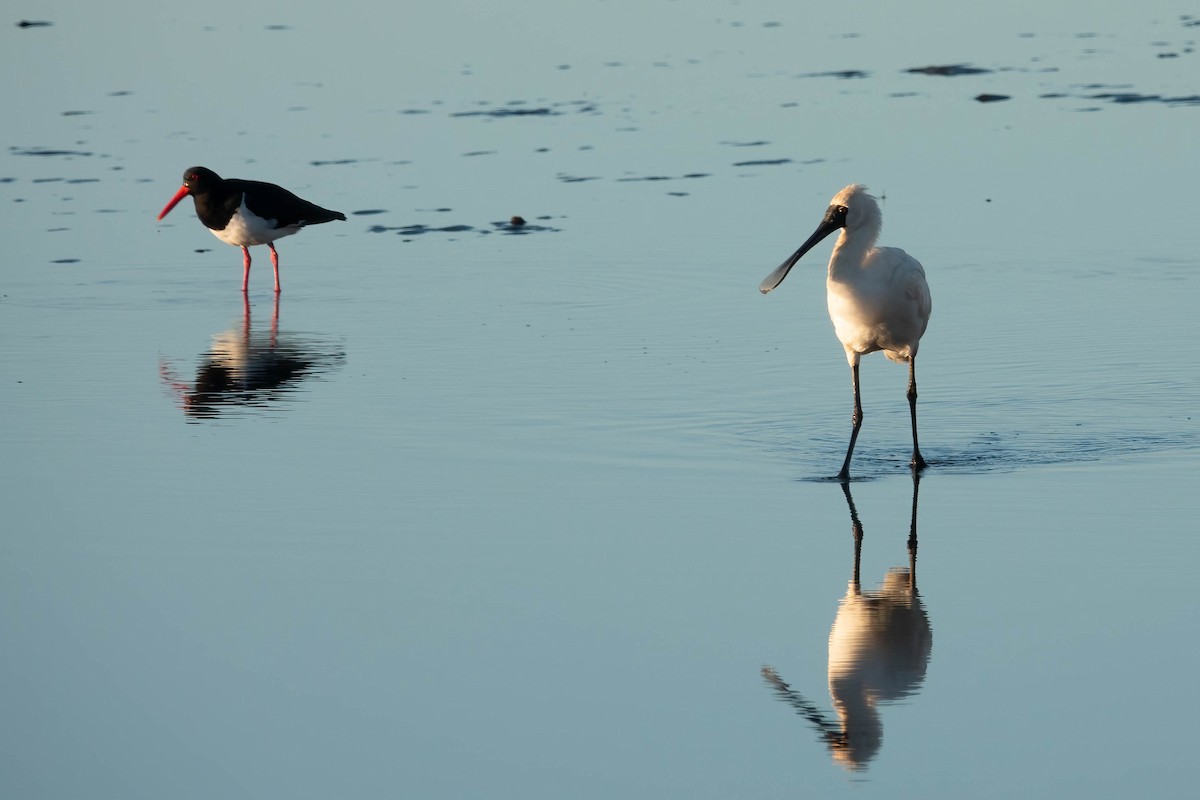 Royal Spoonbill - ML620253615