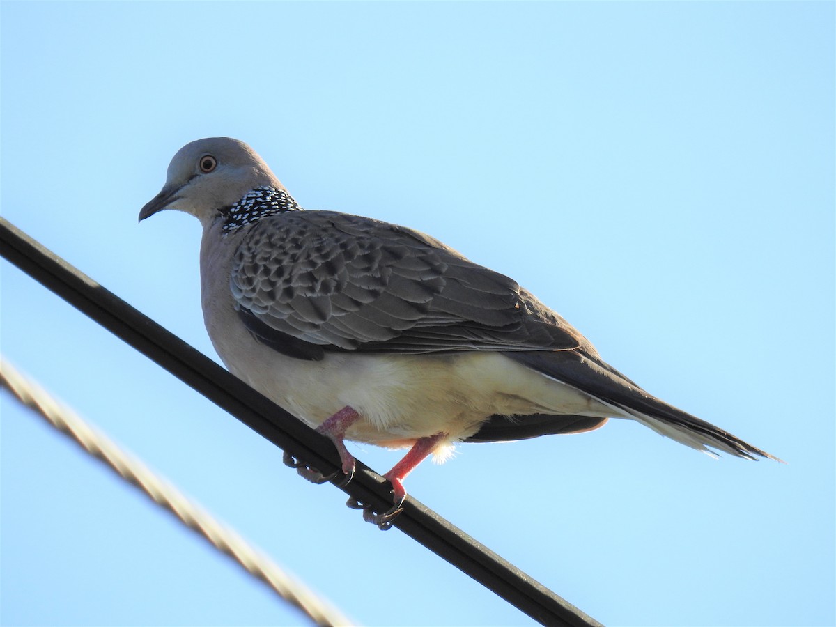 珠頸斑鳩 - ML620253616